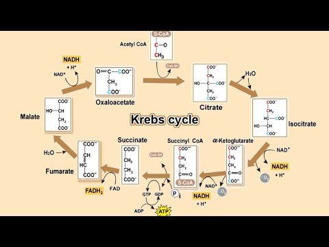 Krebs cycle วิทยาศาสตร์ ม.4-6 (ชีววิทยา)