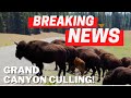 Why Are They Shooting So Many Bison in the Grand Canyon!?