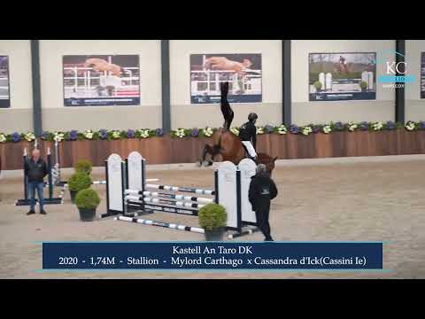 Kastell An Taro DK Stallionshow Karel Cox Horses 2025