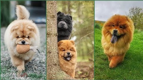 Things to know before adopting chow chow| Funny Chow Chow dog videos- Try not to laugh #viral