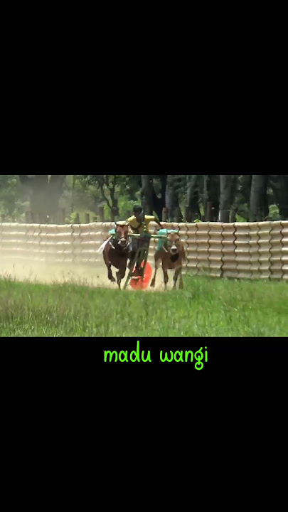 madu wangi viral #kerapansapimadura