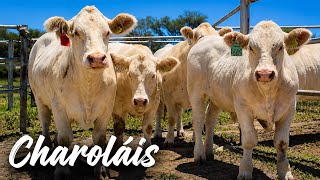 Ganado Charoláis en San Juan de los Lagos Jalisco | Rancho el Barroso