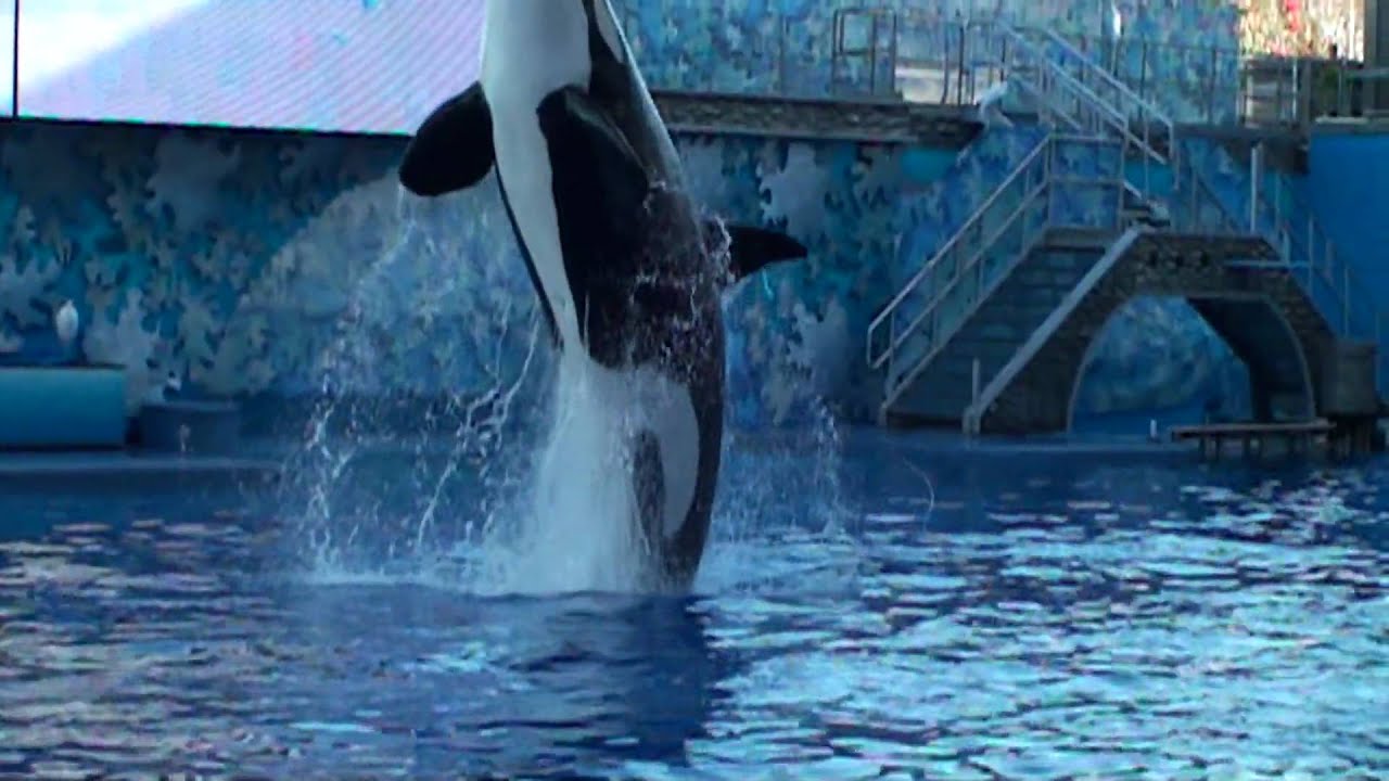 Shamu jumping in slow motion - YouTube