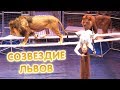 Цирк «Созвездие львов» - ПОЛНАЯ ВЕРСИЯ