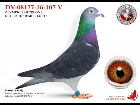 Presentation of the breeding section 1/320. OLYMPIC BARCELONA DV  08177-16-107 ORG. SCHLOEMER LOFTS - YouTube