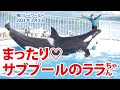 まったり♡サブプールのララちゃん【2023年3月8日】Orcas at Kamogawa Sea World in Japan