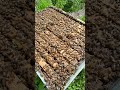 Camara de cría #apiculturamacizo #bees #viralvideo #viralshorts #fypviral #fypviralシ