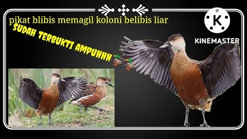 suara pikat burung belibis memangil kawanan blibis liar pasti turun sudah terbukti ampuh🦆🦆🦆🦆