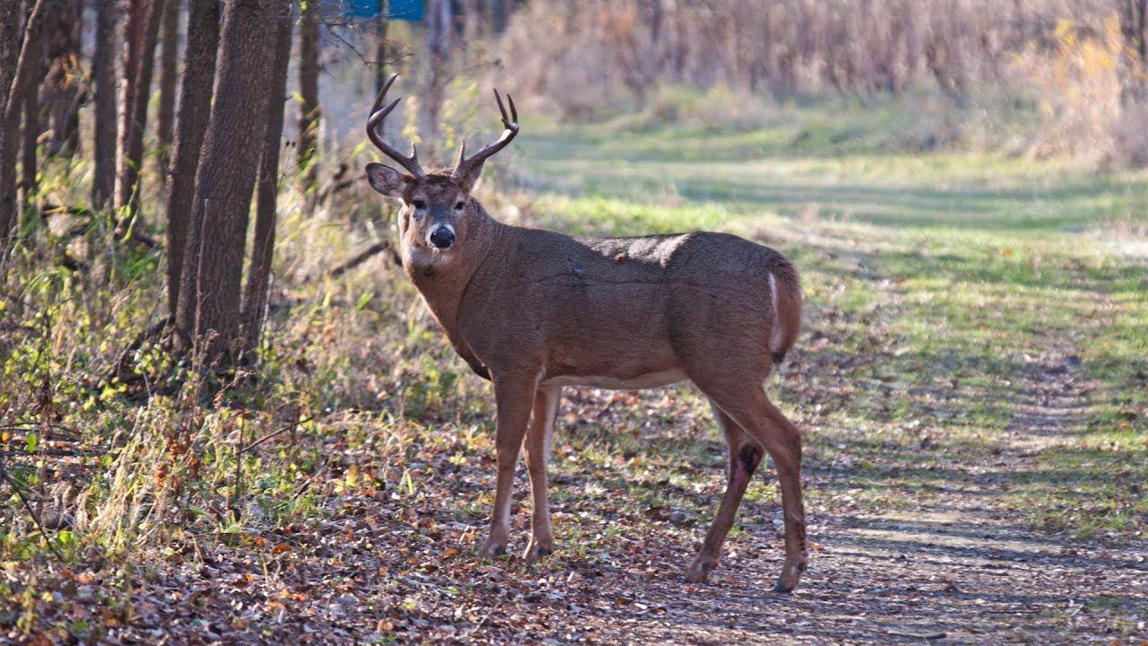 2013 Minnesota Whitetail Bucks YouTube
