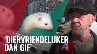 Fretten Als Oplossing Voor De Rattenoverlast?