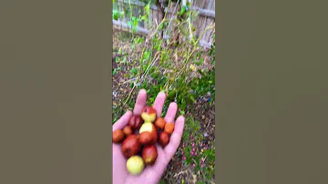 فاكهة العناب السدر النبق النبك Jujube Fruit 