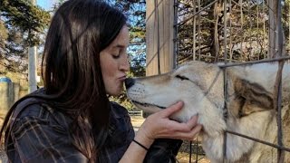 Woman Treats Her PTSD with Wolves