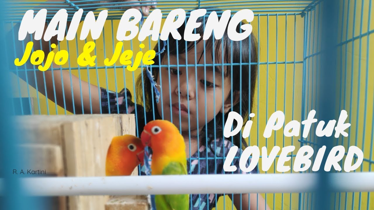 MAIN SAMA BURUNG LOVEBIRD - BERMAIN DENGAN BURUNG - EDUKASI ANAK USIA