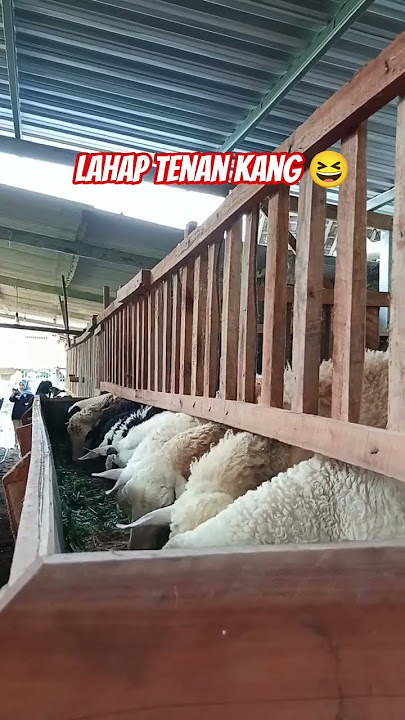 Looking at this makes my heart happy 😋 #sheep #livestock #sheepfarming #prosperousfarming