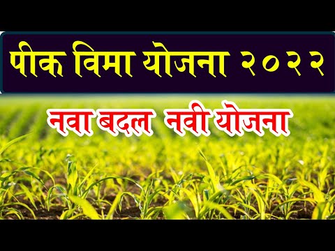 नव्या मंजुरीसह पीक विमा योजना 2022 राबविण्यास मंजुरी | Pik vima yojana Maharashtra 2022