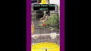 Prenjak Gunung Opior Paruh Tebal Gacor!! Tahap Pemulihan.