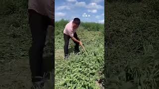 Happy Village Leader Shan Cao Dao.