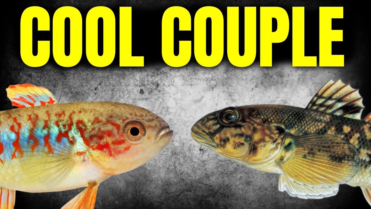 10 Odd Fish Combos That Actually Work - YouTube