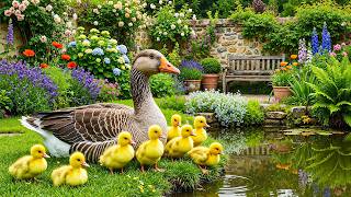 🌸 Summer Garden Serenity 🏡 Gentle Grey Geese & Relaxing Piano to Refresh Your Mind & Soul 💖 screenshot 3