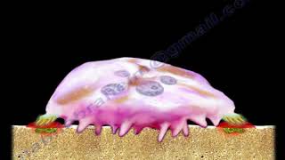 Osteoclasts