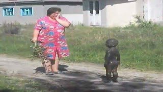 TRY NOT TO LAUGH  Best Funny Videos Compilation  Memes PART 137