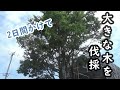 ＜庭木の手入れ＞業者に依頼せず大きく伸びた木を素人が伐採