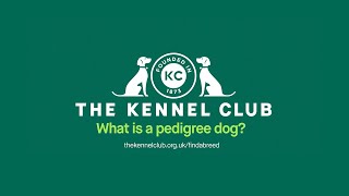 What is a pedigree dog? by The Kennel Club 1,622 views 1 year ago 1 minute, 59 seconds