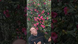 Early Camelias in full flower #gardening #camelia #winterflowers #floweringshrubs #adventure #ideas
