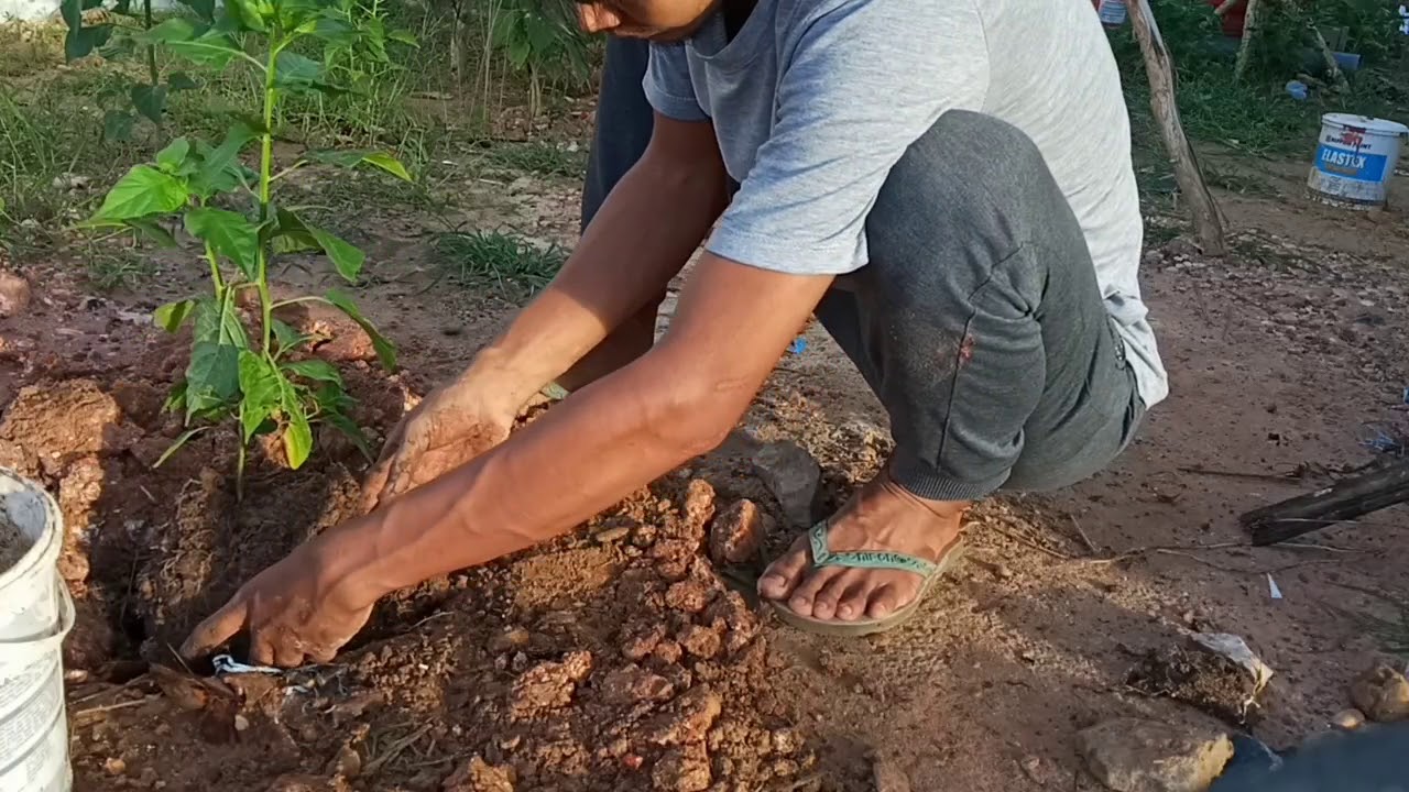 Trik Rahasia cara Menanam cabe di halaman rumah supaya tumbuh subur