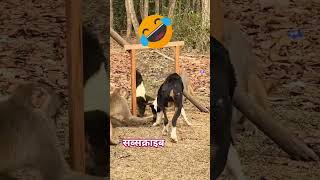 Dog #bijnorsnakesaver #snake #animals