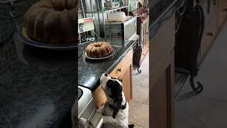 Roxy found the freshly baked cake and now guards it