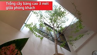 Nhà trong hẻm nhỏ trồng cây bàng cao 3 mét giữa phòng khách