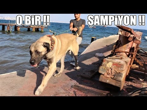 O BİR ŞAMPİYON !! ( DEV TÜRK ASLANI - DEĞERLİ- ) Giant Dog #Kangal #Malaklı #AnadoluÇobanKöpeği