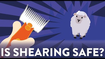 Wool - Why shearing is important