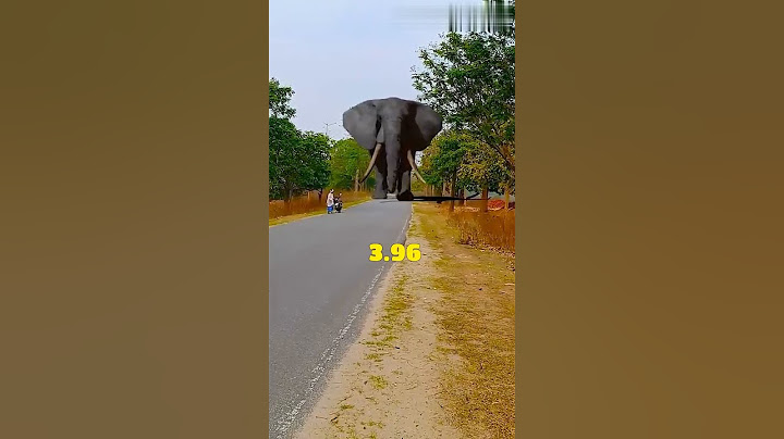 The Biggest Elephant in the World