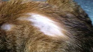 أسباب تساقط شعر القطط وعلاجها