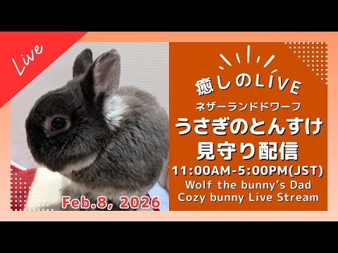 癒しのうさぎ 2/8】Cozy Bunny Life with とんすけ 🐰 - YouTube