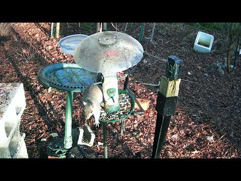 Bird Bath Wednesday (Turn The Volume Up)