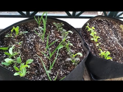 Βίντεο: Πώς να φυλάσσετε λαχανικά στο μπαλκόνι