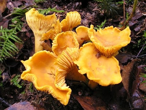 Video: Cantharellus Cibarius Nasıl Kurutulur