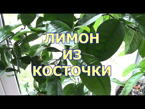 Как растить лимон дома