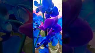 Exclusive White Orchid with Food Coloring Profile