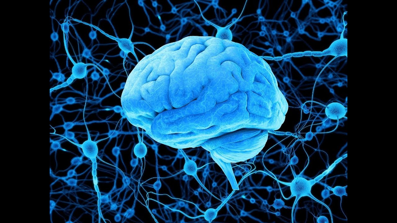 Walnut Peptide for Brain Power, Strength & Anti-Aging