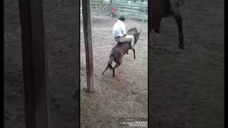 Doma De Burros