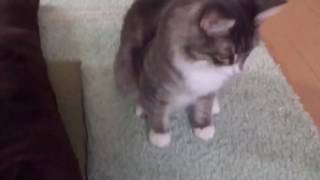 紐片付けを邪魔する猫 ノルウェージャンフォレストキャット Interfere with the clean up. Norwegian Forest Cat.