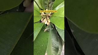 Laba laba menerkam Lalat Besar Guys, kok bisa ya #hewan #serangga #labalaba #spider #lalat #lalatv