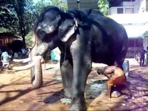 gopanpally pincode Attacking elephants /KILLER ELEPHANT / Erumeli Manikandan / Poabson Unnikrishnan/