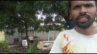 banana keli 9422615971 #organic #banana #networkmarketing #directselling #network #networking