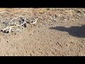 My Muleride at the Grand Canyon