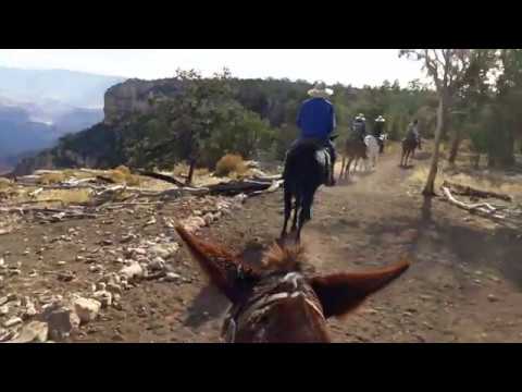 Video: Grand Canyon Maultiere - Täglicher Tierarzt